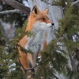 🤩