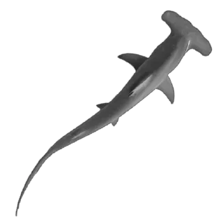 🦈