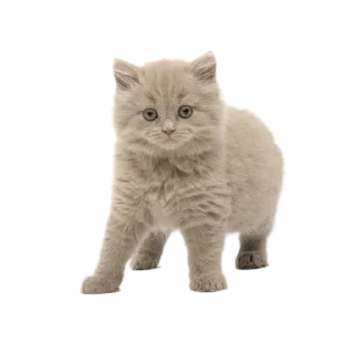 🐱