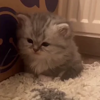🐱