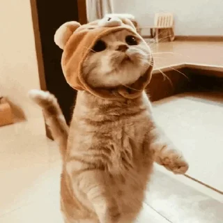 🐾