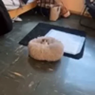 🐈‍⬛