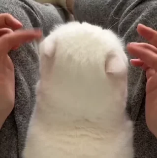 🐱