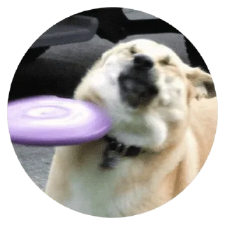 🐶