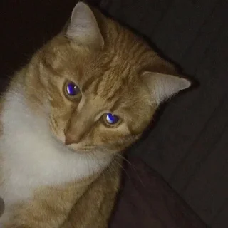 🐱