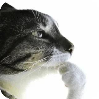 🐱