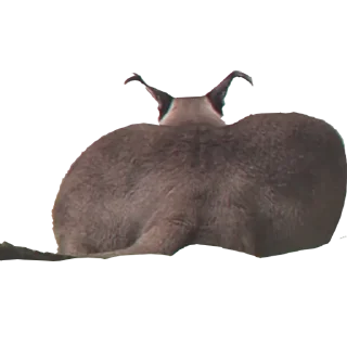 🍑