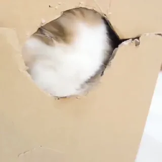 👁