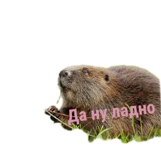 🦫