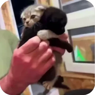 🤩