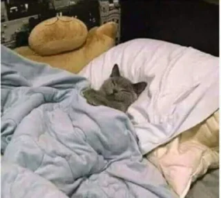 😴