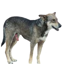 🐕