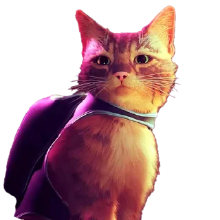 🐱