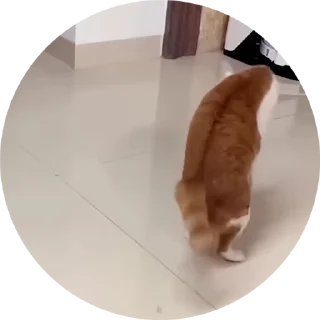 🤪