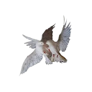 🕊