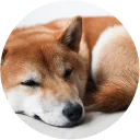 💤