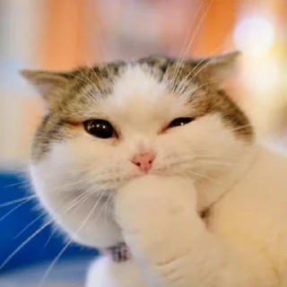 😺