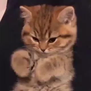🥺