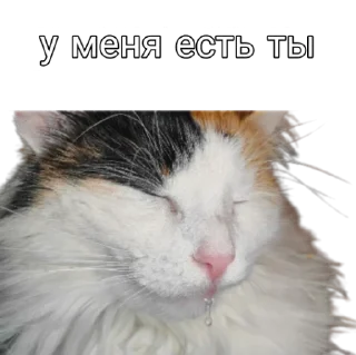 😽