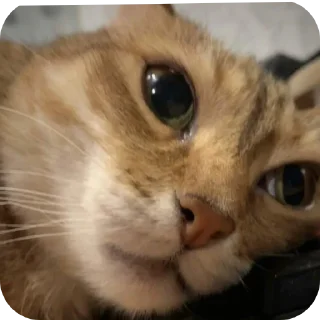 🐱