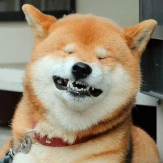 🐶
