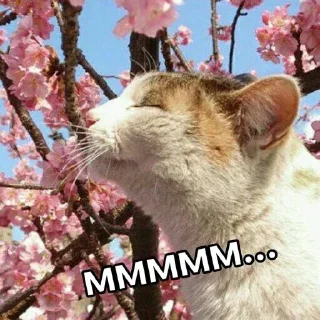 🐈