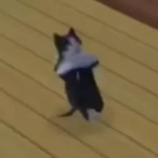 😼