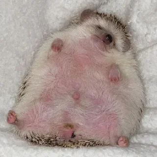 🦔