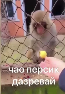 Бибизянки 4 > @bibizyankii