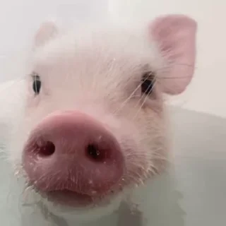 🐷