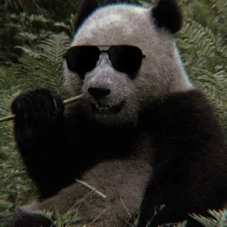 🐼