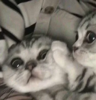 🐱