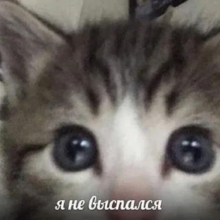💤