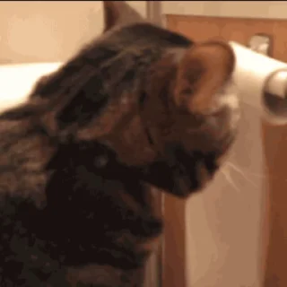 🐱