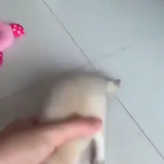 🦊
