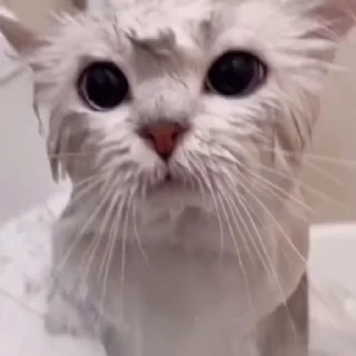 🥶