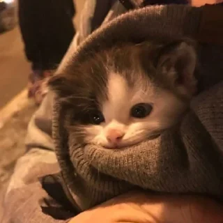 kitten$ @iam13yo