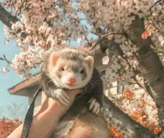 🤩