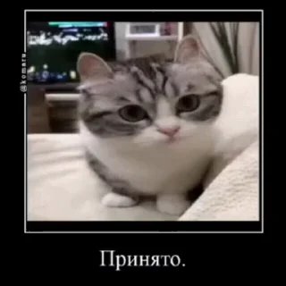 🐱