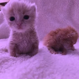 💜