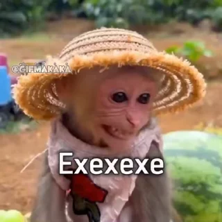 🐵