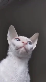 🤩