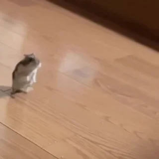 🐭