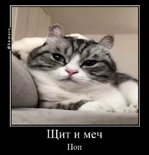 Cat komaru337 @greenservlad :: @fStikBot