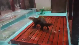 💃