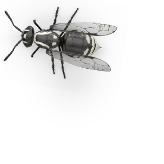 🐝