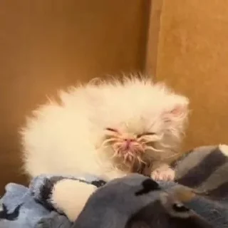 😴