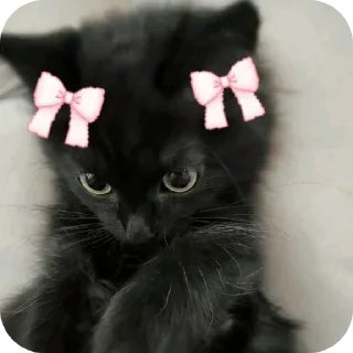 🐱