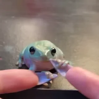 🐾