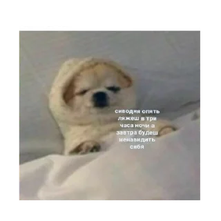 😴